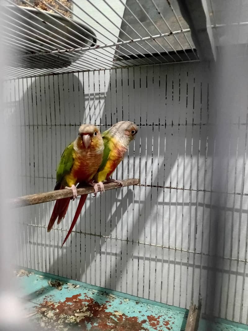 PINEAPPLE CONURE RED FACTOR PAIR 1
