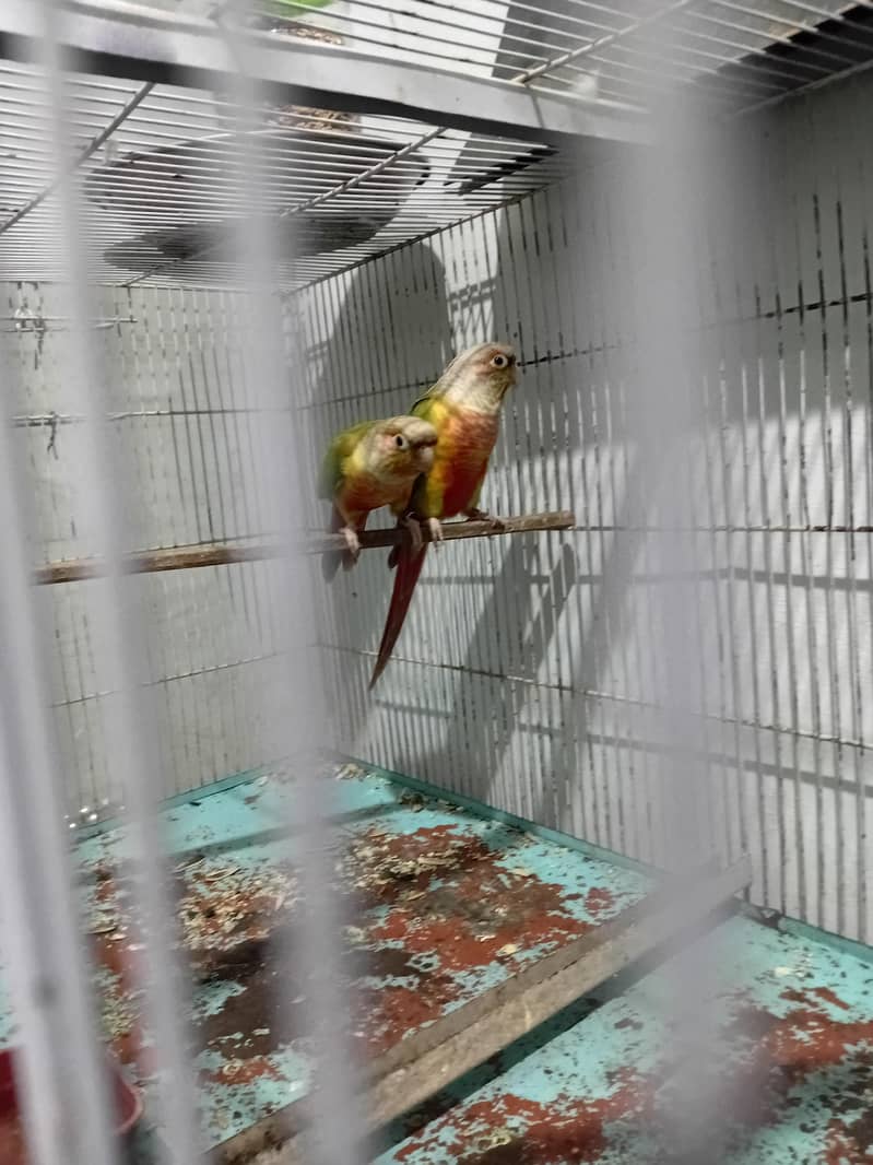 PINEAPPLE CONURE RED FACTOR PAIR 2