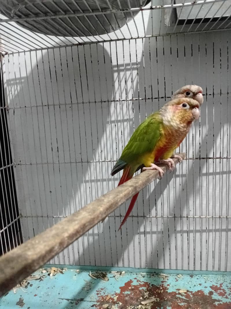 PINEAPPLE CONURE RED FACTOR PAIR 3