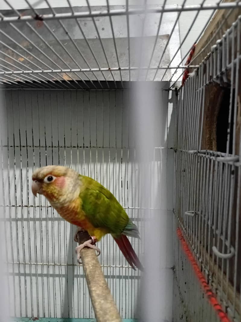 PINEAPPLE CONURE RED FACTOR PAIR 4