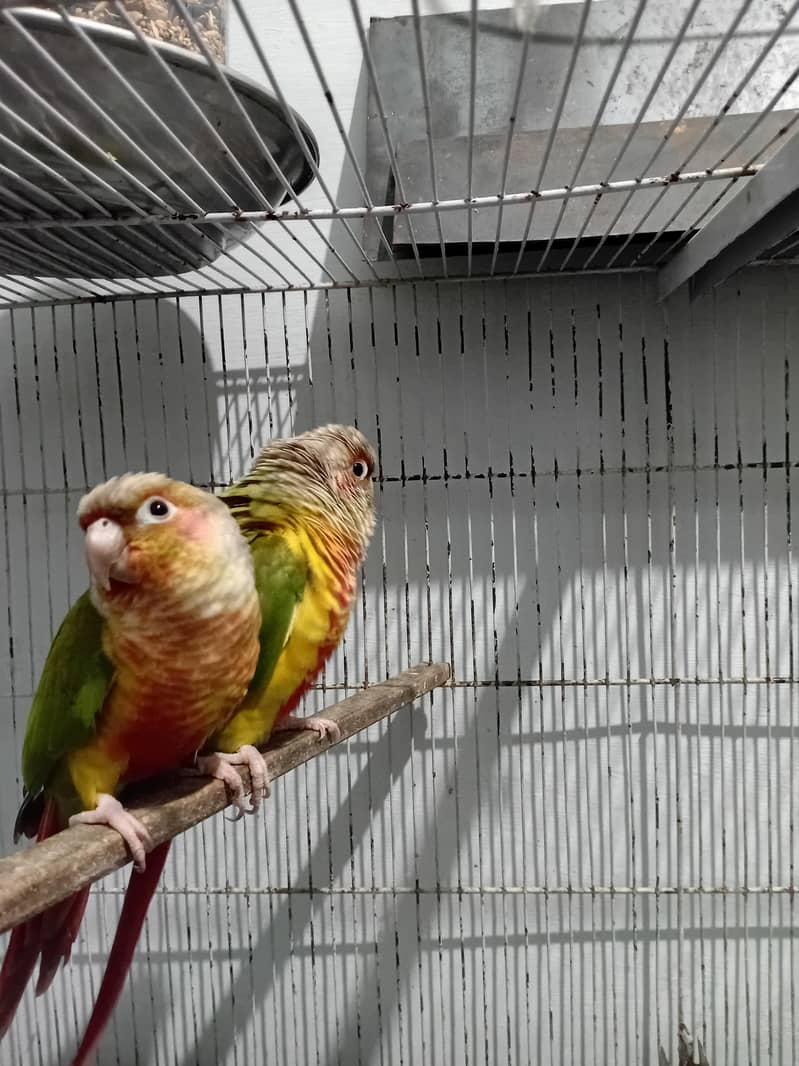 PINEAPPLE CONURE RED FACTOR PAIR 5