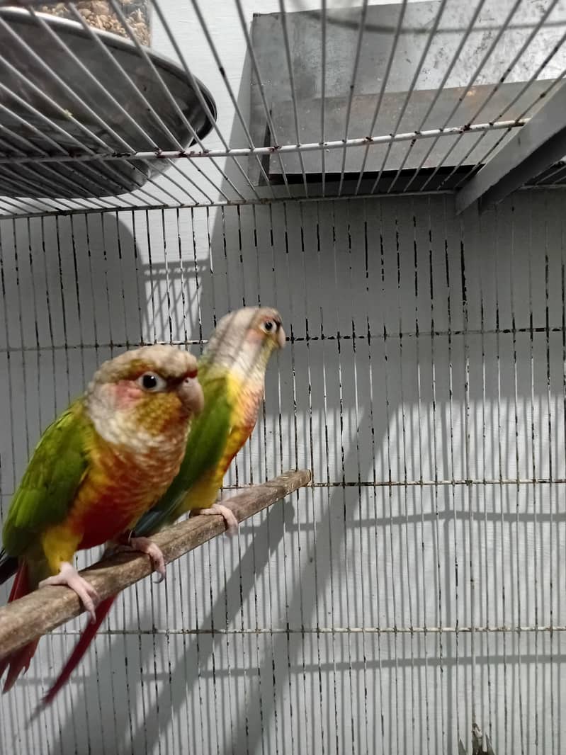 PINEAPPLE CONURE RED FACTOR PAIR 6