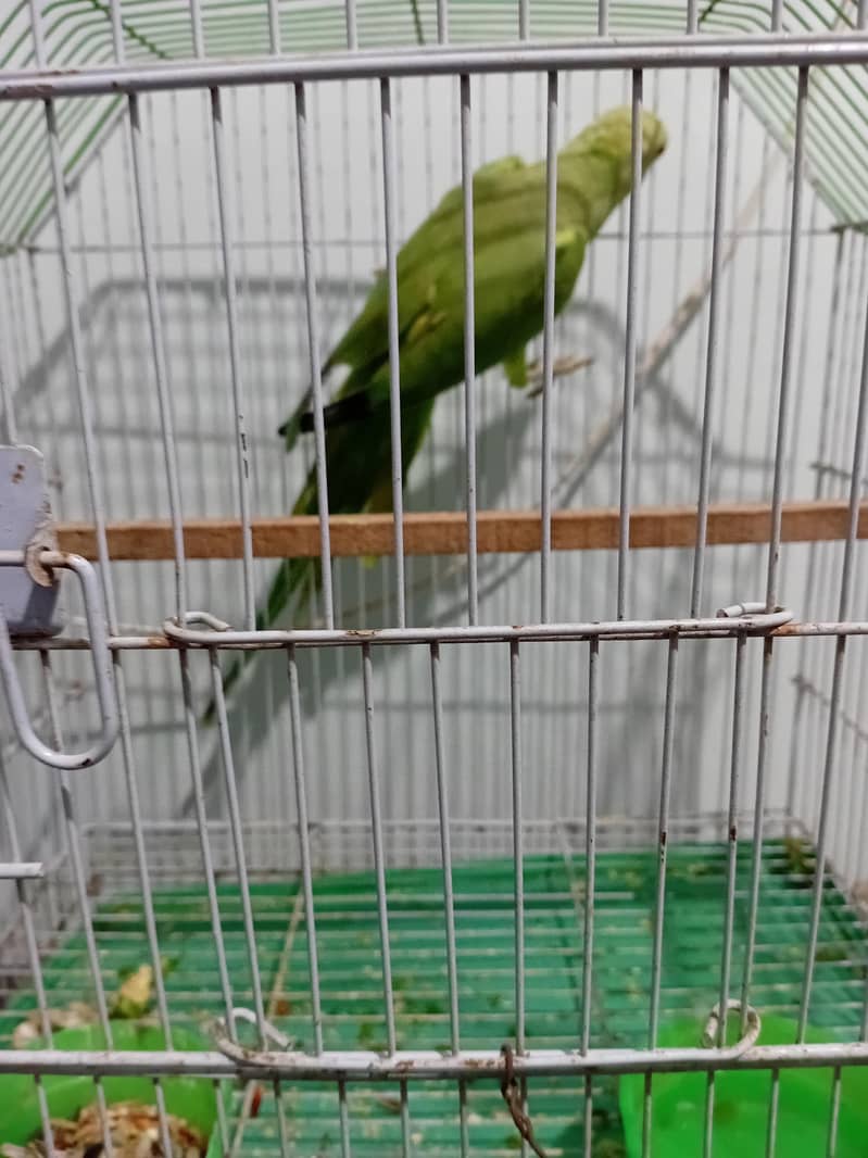 PINEAPPLE CONURE RED FACTOR PAIR 7