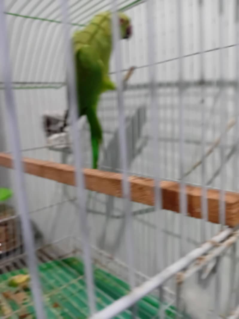 PINEAPPLE CONURE RED FACTOR PAIR 8