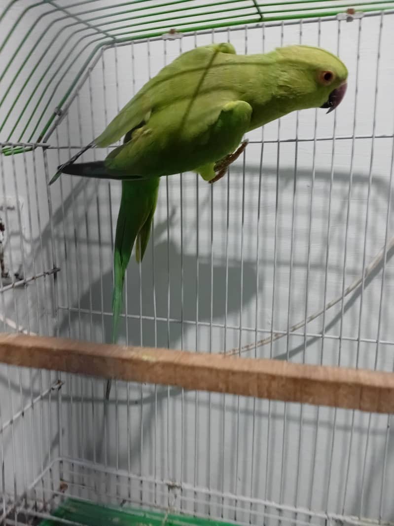 PINEAPPLE CONURE RED FACTOR PAIR 9