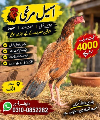 urgent for sale