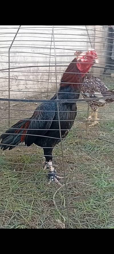 Pure Aseel mianwali for sale