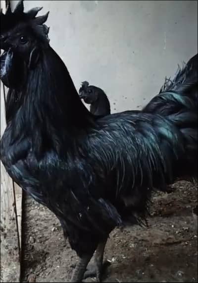Ayam Cemani's Egg