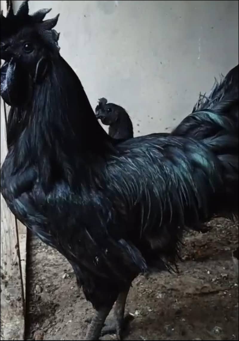 Ayam Cemani's Egg 0