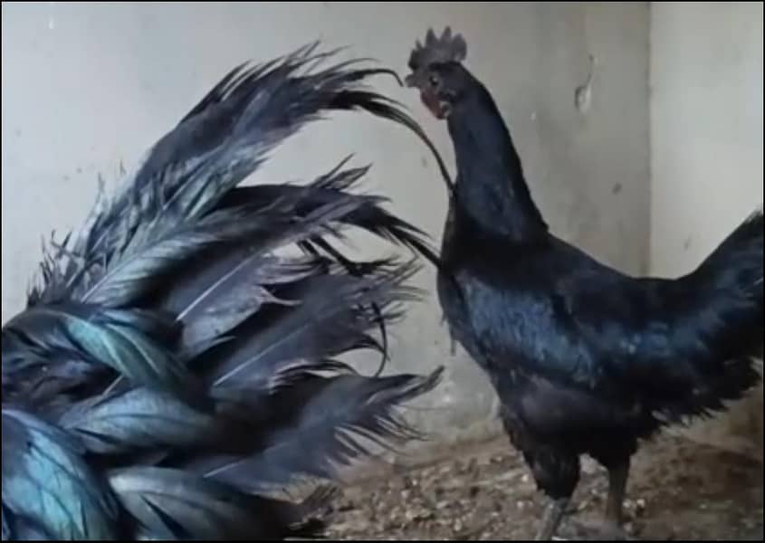 Ayam Cemani's Egg 1