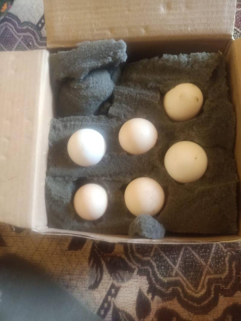 Ayam Cemani's Egg 2