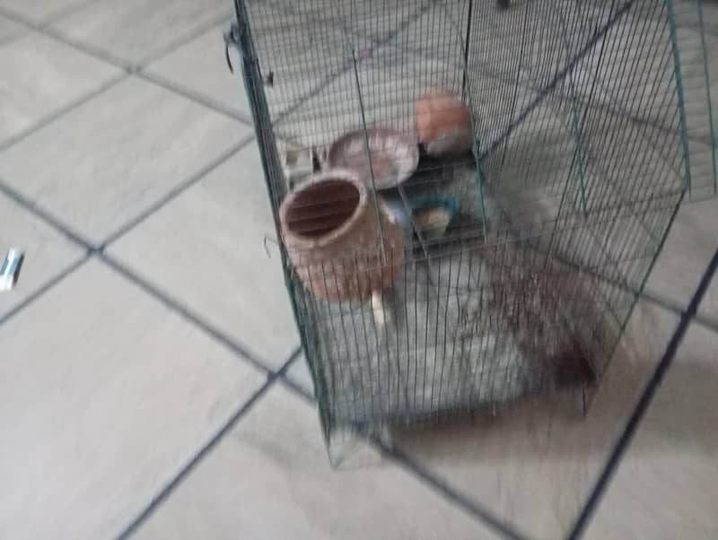 hen cage 2
