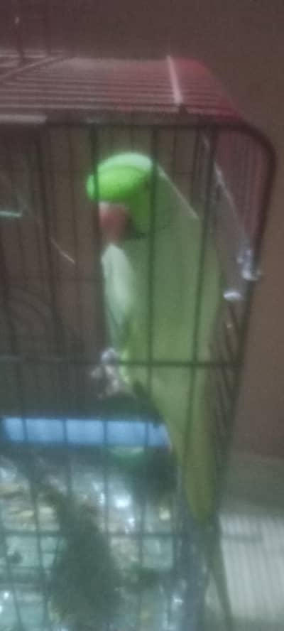 Green parrot Ring neck (03161324722)