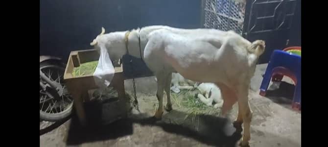 gulabi female with 2 female kids