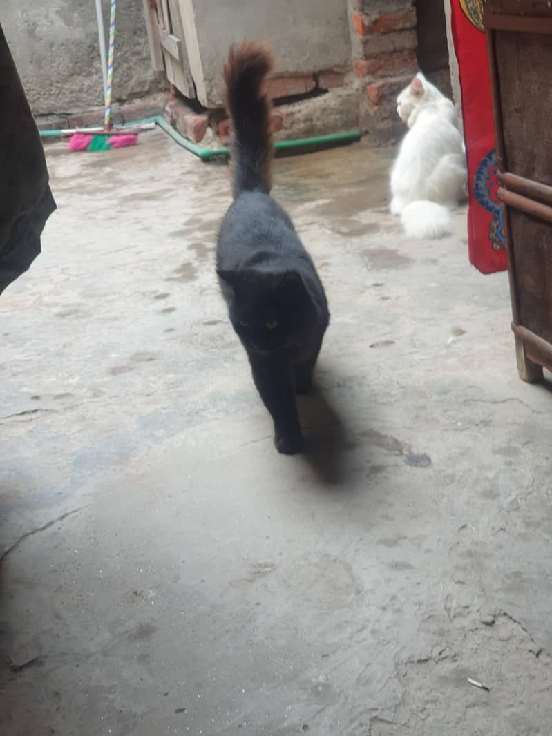 billo 2