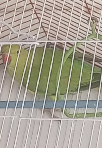 ringneck female