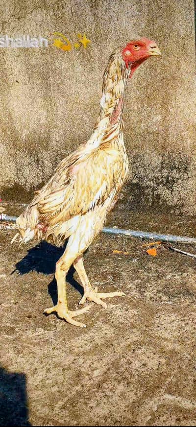 white shamo female top quality round face urgent sale 03127168278