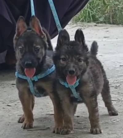 alsatian bhagyari / alsatian dog / bhagyari / alsatian bhagyari puppy