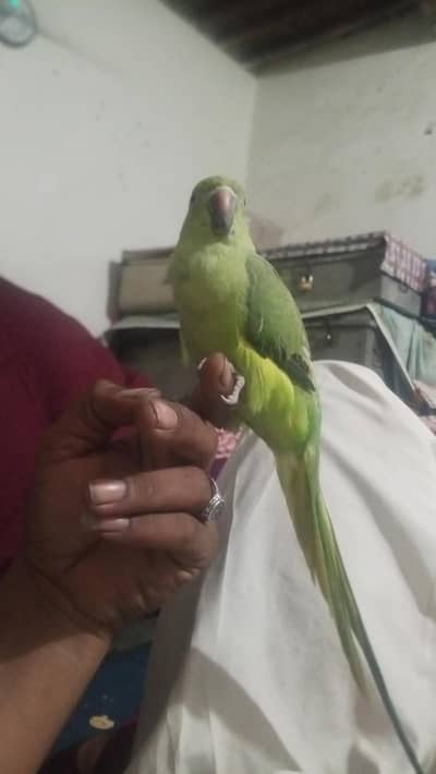 bolny wala tota