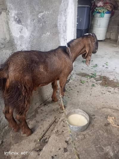 bakra for sale