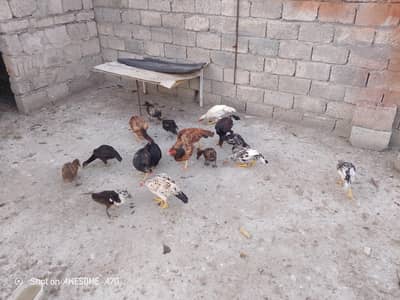 Desi + Aseel murghiyan or pathay for sale