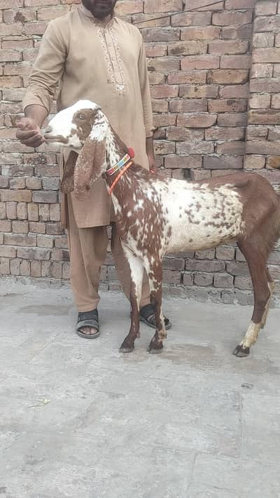 makkhi chini bakri