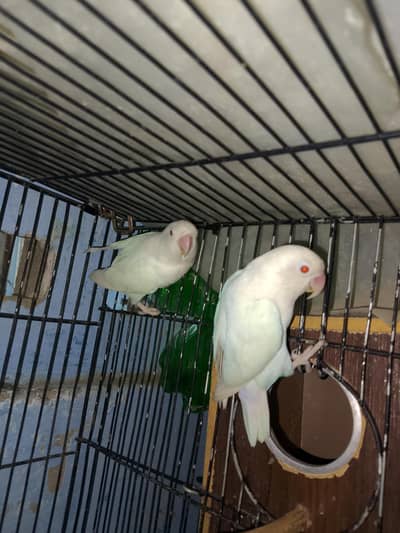 albino red eyes + fesher