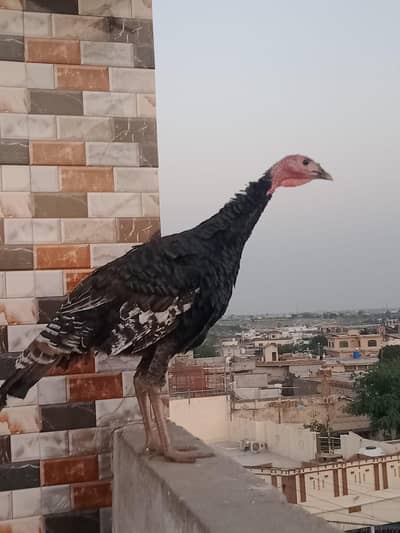 Turkey male