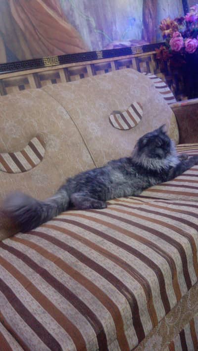 Jasper cat for sale