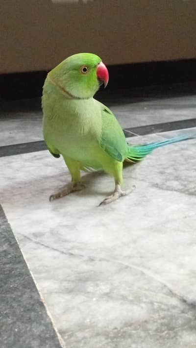 Talking parrot for sale