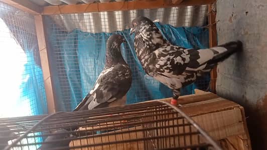 assalamualaikum kabotr for sale urgent rampuri tadi dab Waly