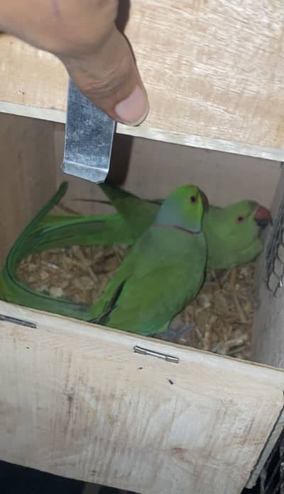 Breeder pair