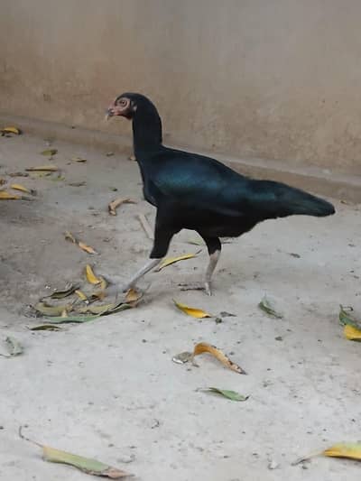 kurak aseel madi