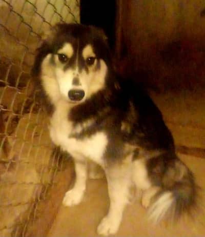Siberian husky