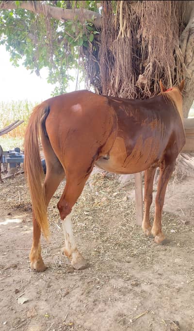 Kumait 5 kalyan ghori for sale 61 inch Hieght 5 sal age