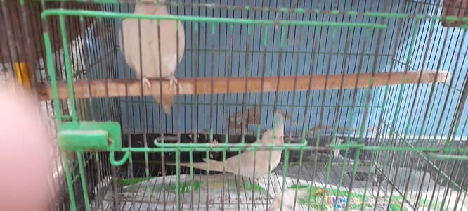 Three coaktails for sale pure white !