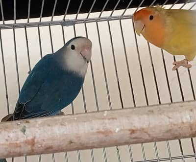 Blue and Lutino Orange Face/Blue/Opaline  Rosicolli lovebirds