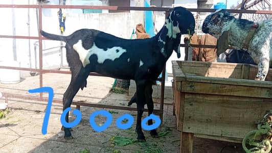 Betal Bakri or bakray