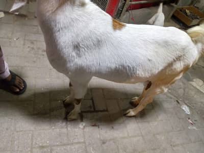 gabban bakri