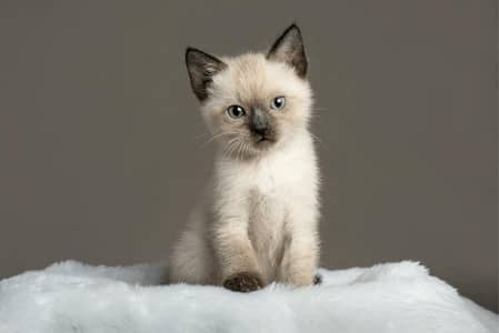 Siamese Kittens for Sale