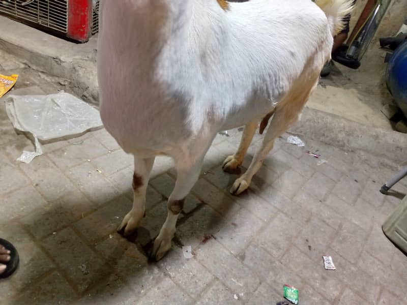 gabban bakri 1