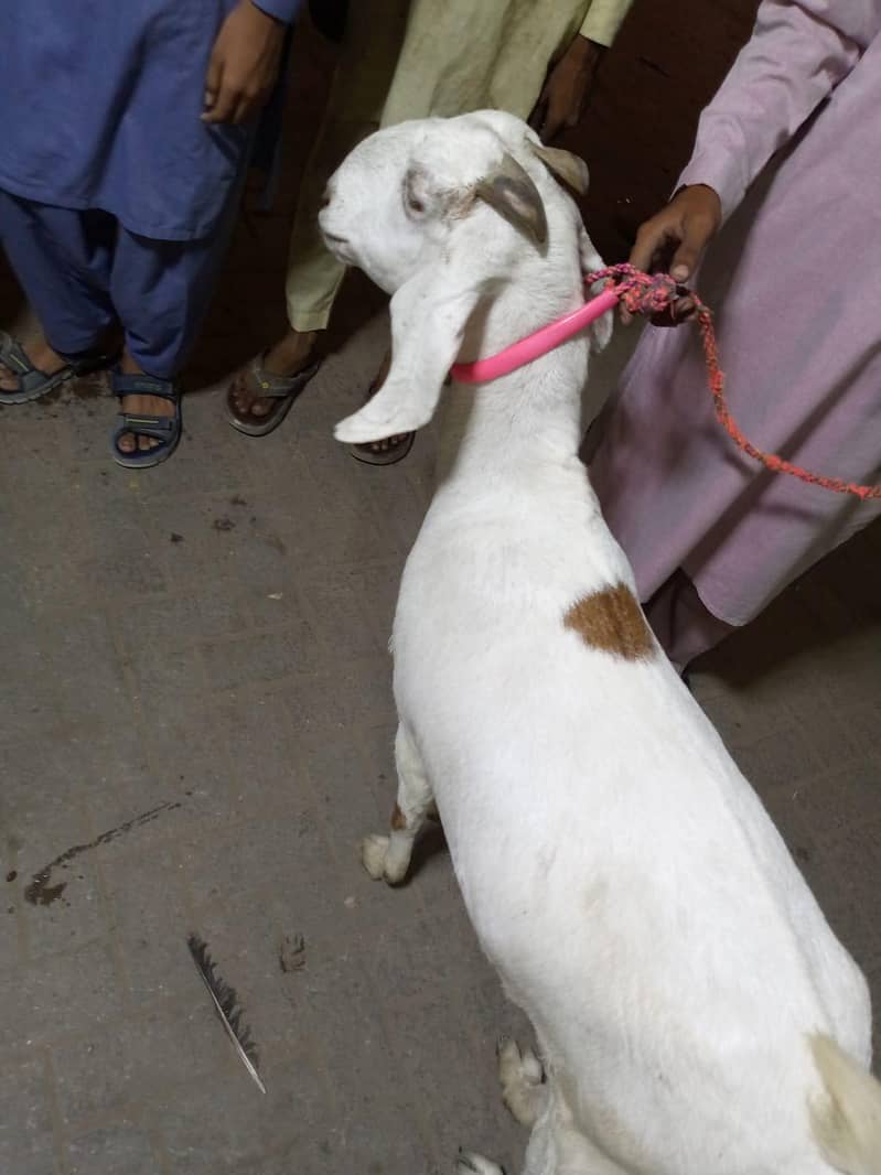 gabban bakri 2