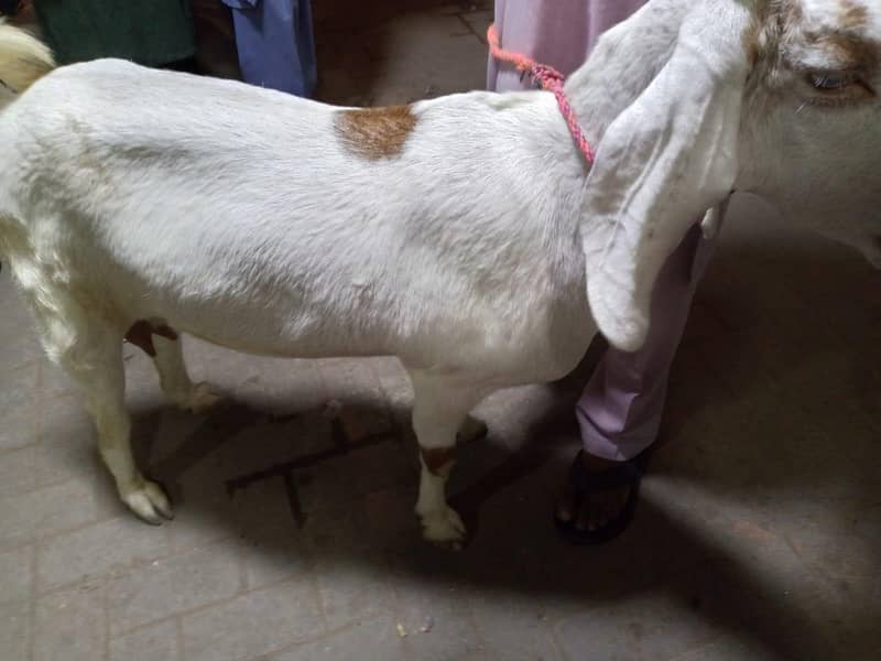 gabban bakri 3
