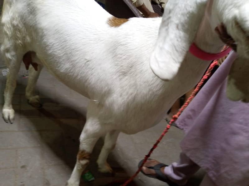 gabban bakri 4
