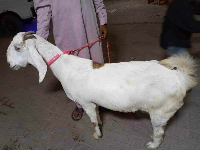 gabban bakri 5