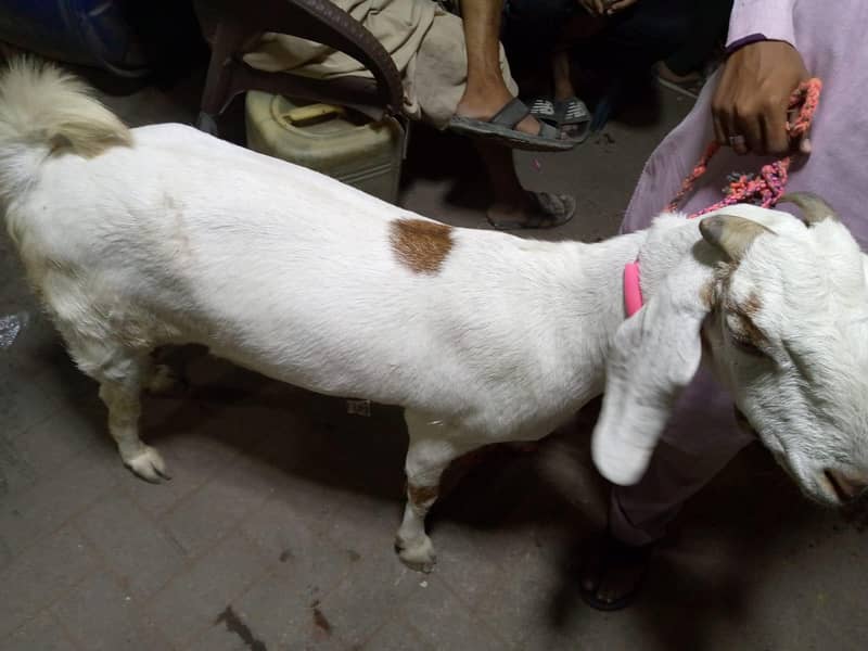 gabban bakri 6