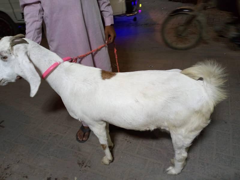 gabban bakri 7