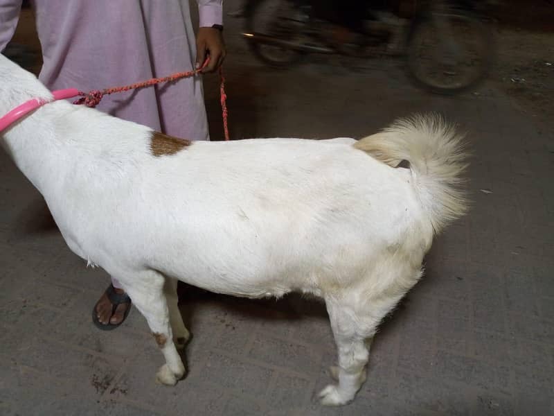 gabban bakri 8
