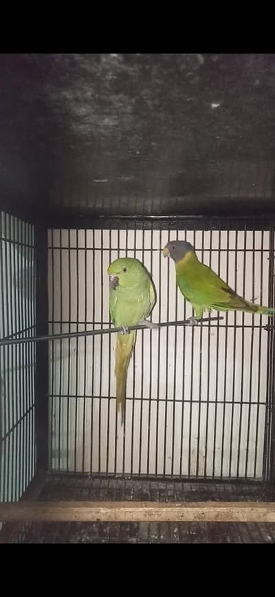 2 parrot female for sale 03127093372