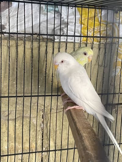 Red Eyes budgies breeder pair for sale